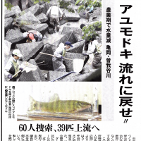 アユモドキ流れに戻せ！！ （京都新聞）